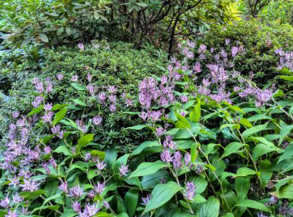 荻外荘のホトトギス